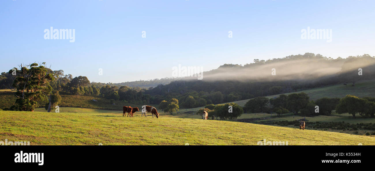Rinder in einem Feld in einem nebligen Morgen in Redgate, in der Nähe von Margaret River in Western Australia Stockfoto