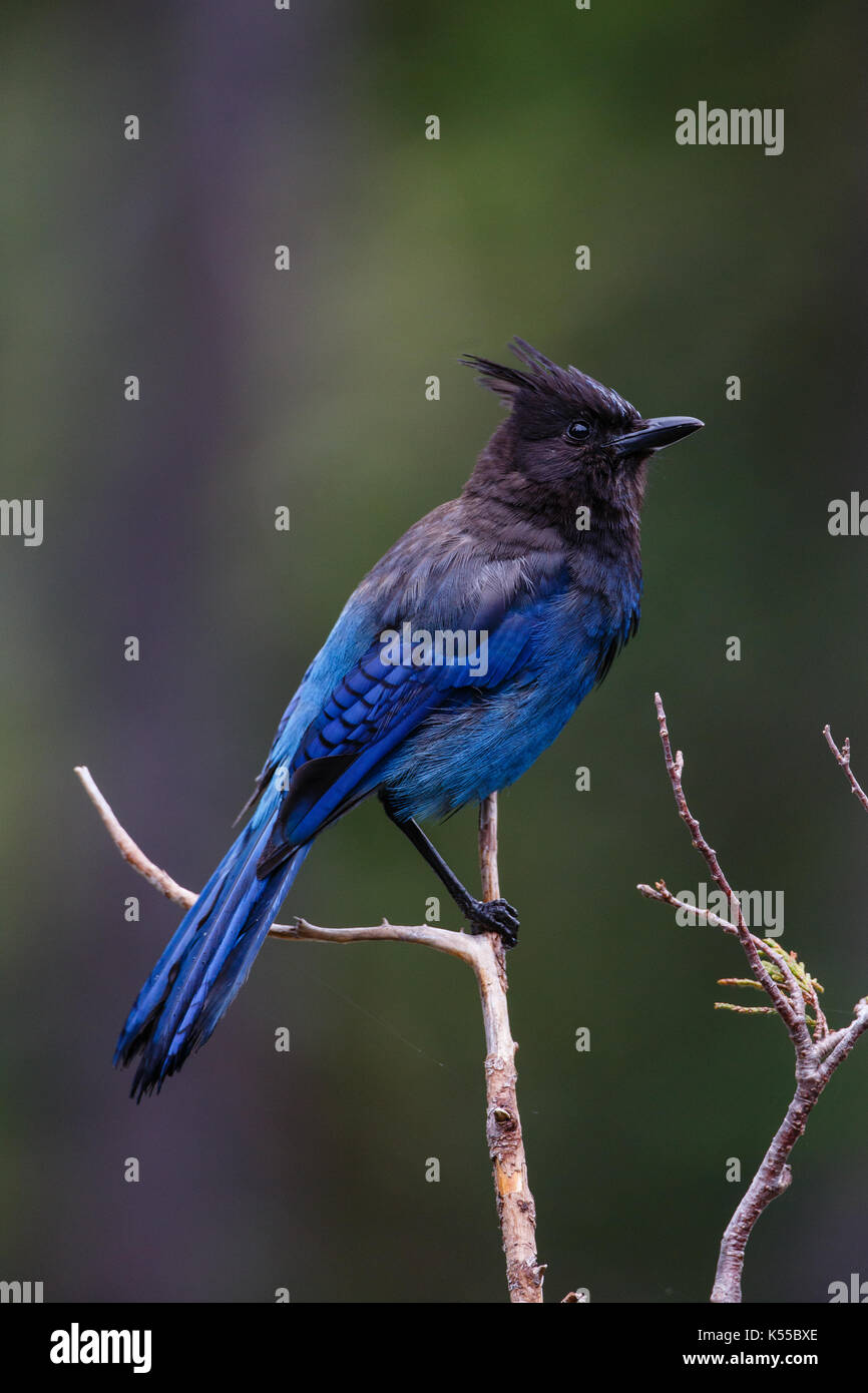 Der Steller Jay thront auf einem Zweig beim Anzeigen helles Gefieder. Stockfoto