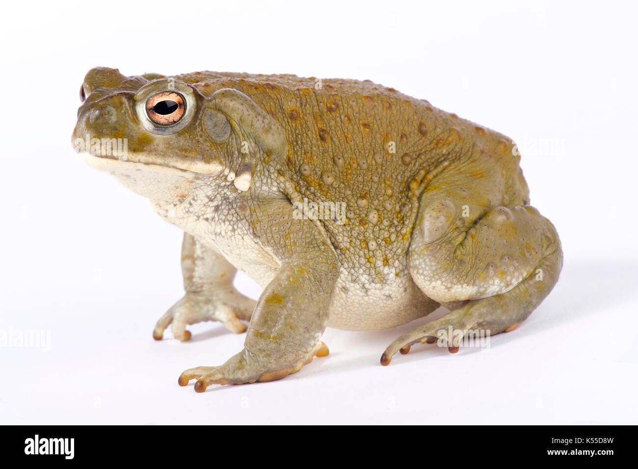 Colorado River toad, Incilius alvarius Stockfoto