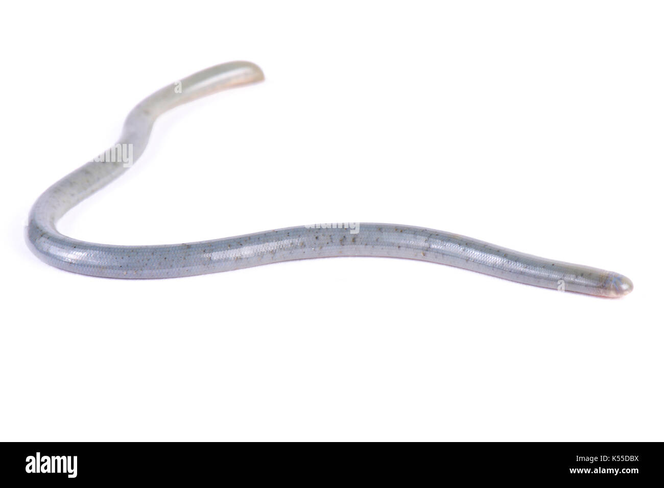 Worm Schlange, Afrotyphlops ssp. Stockfoto
