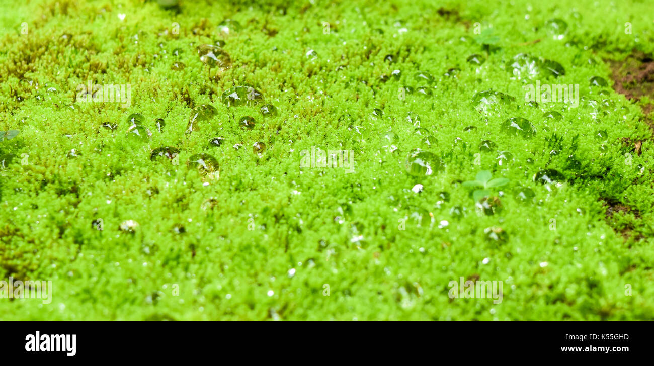 Schöne Wassertropfen auf grünem Moos Feld, schauen Sie frisch und kühl. Stockfoto