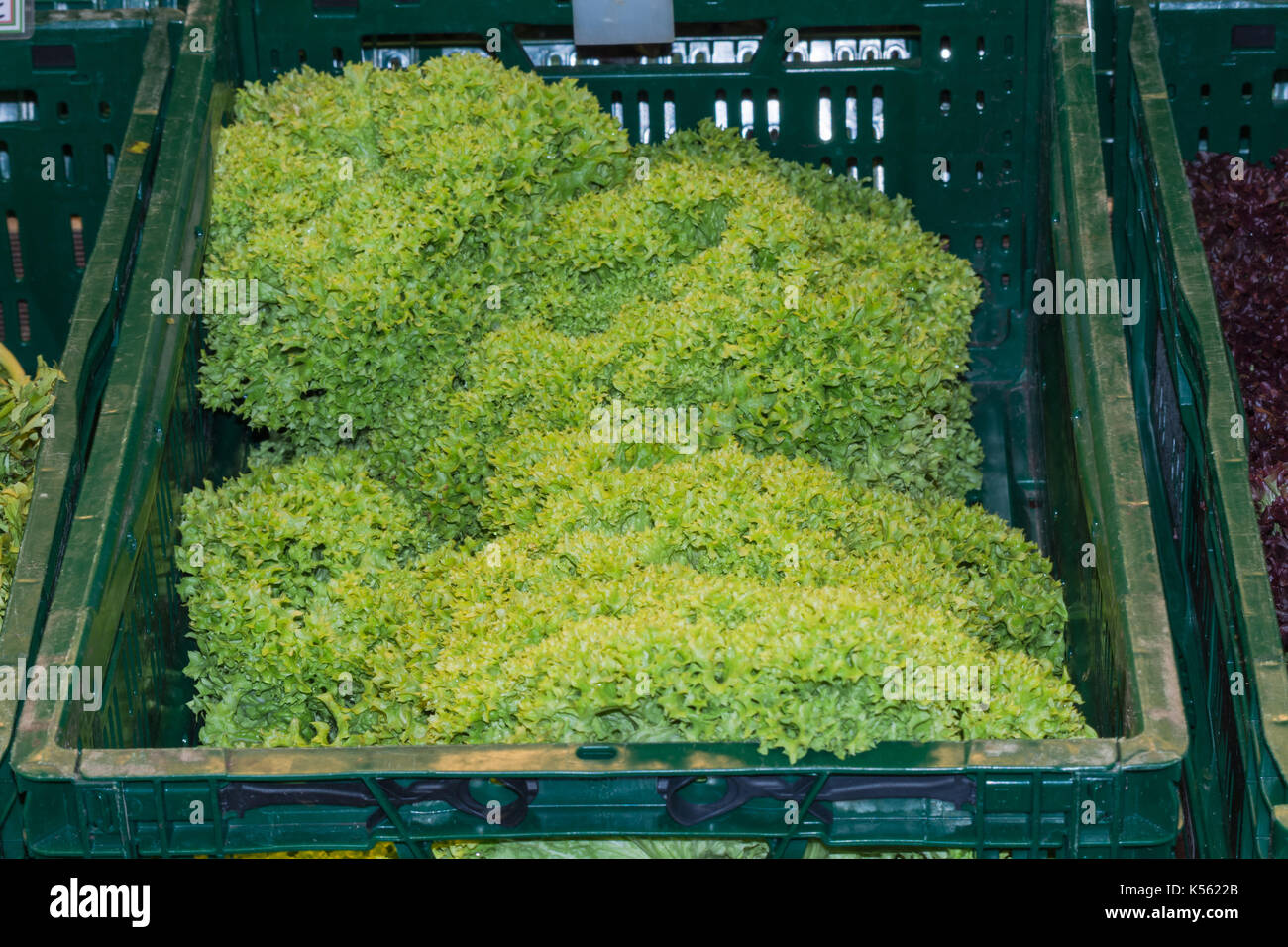 Frischer Salat Grün Sale Im Supermarkt Stockfoto
