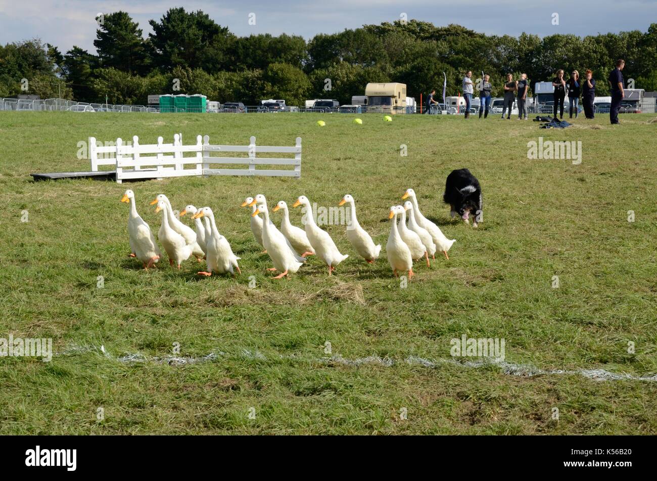 Meirion Owen seinen Hund Sian und Indian runner Enten eine Quack Pack Demonstration bei einem landwirtschaftlichen zeigen Stockfoto