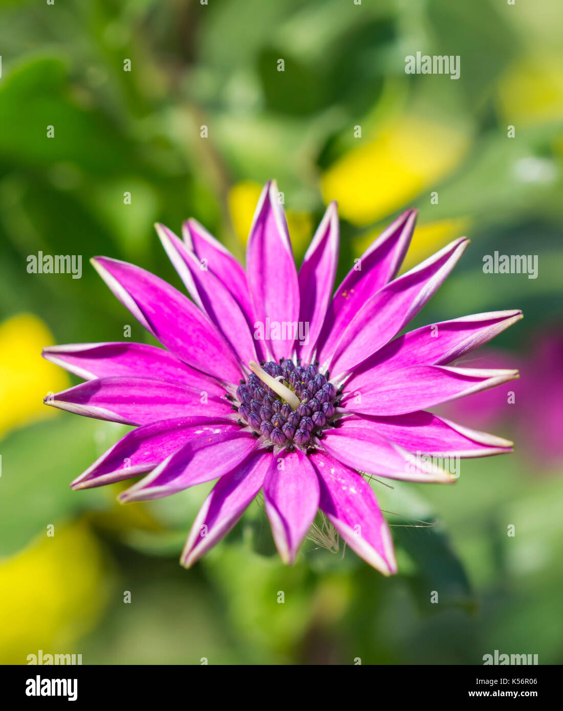 Lila Osteospermum, auch als Daisybush, Porträt, im frühen Herbst in Großbritannien bekannt. Lila Daisybusy Nahaufnahme. Stockfoto