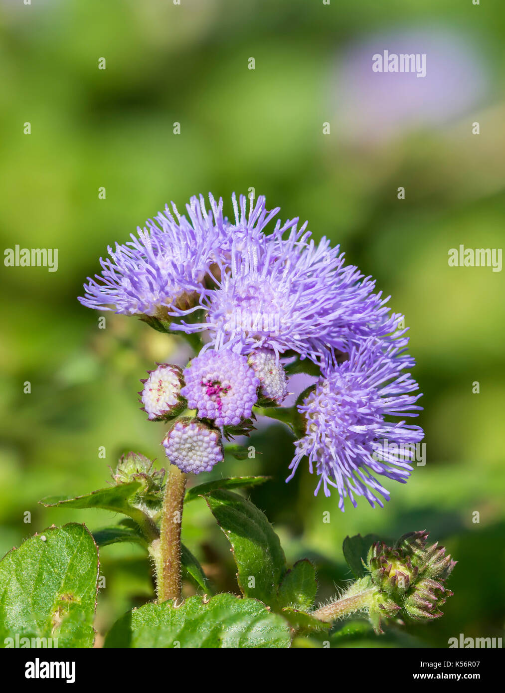Blau Aeschynanthus Samen wachsen in einem Blumenbeet im Sommer in Großbritannien. Stockfoto