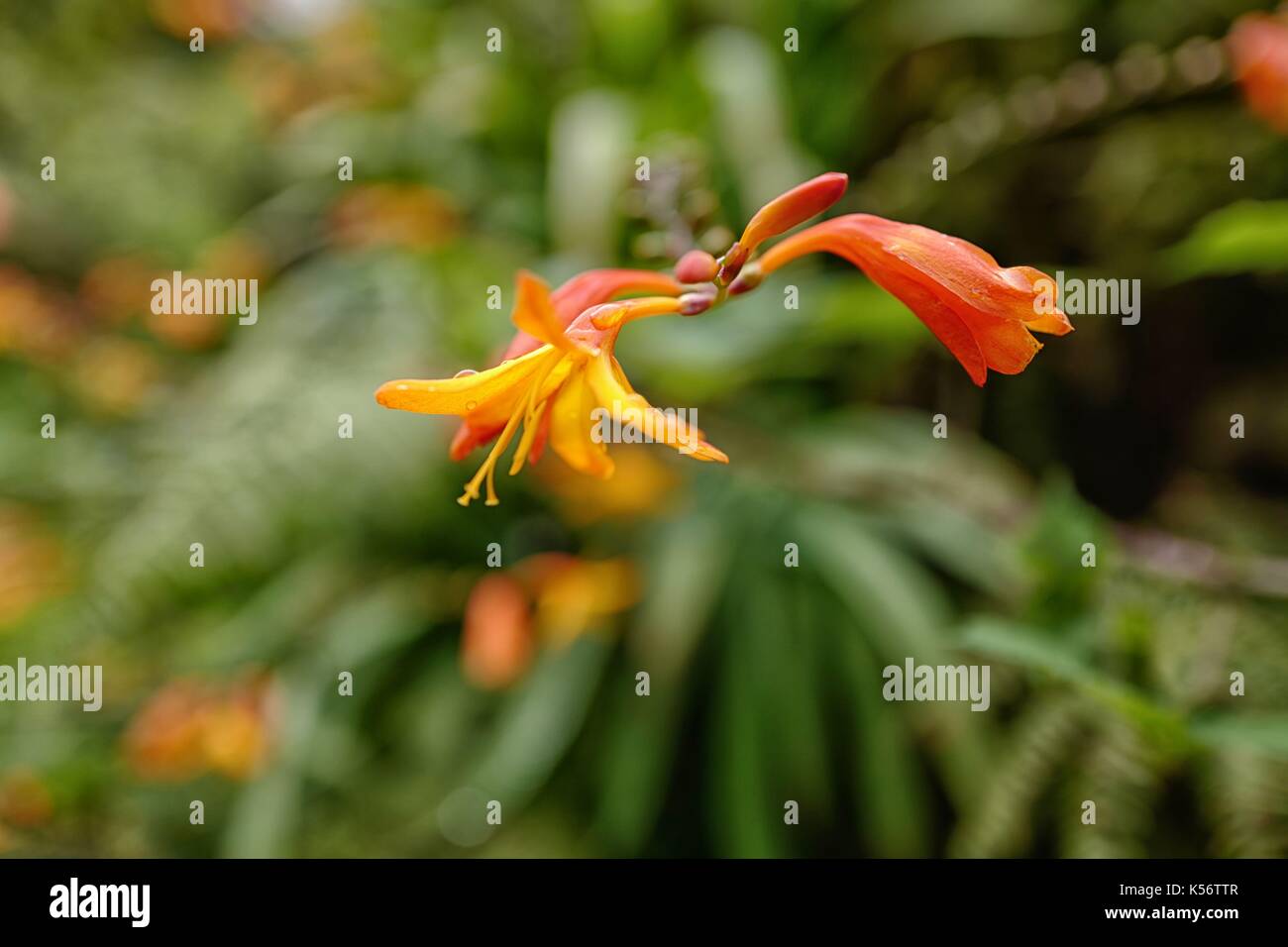 Montbretia Blume Stockfoto
