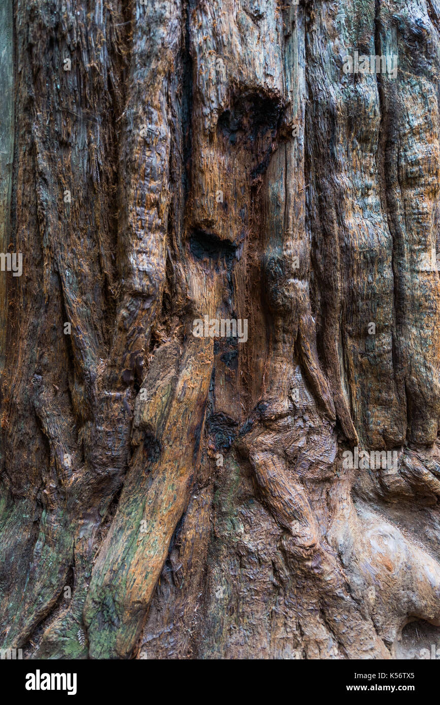 Redwood Bäume bei Armstrong State Natural Reserve, Russian River Valley, Sonoma County, CA Stockfoto