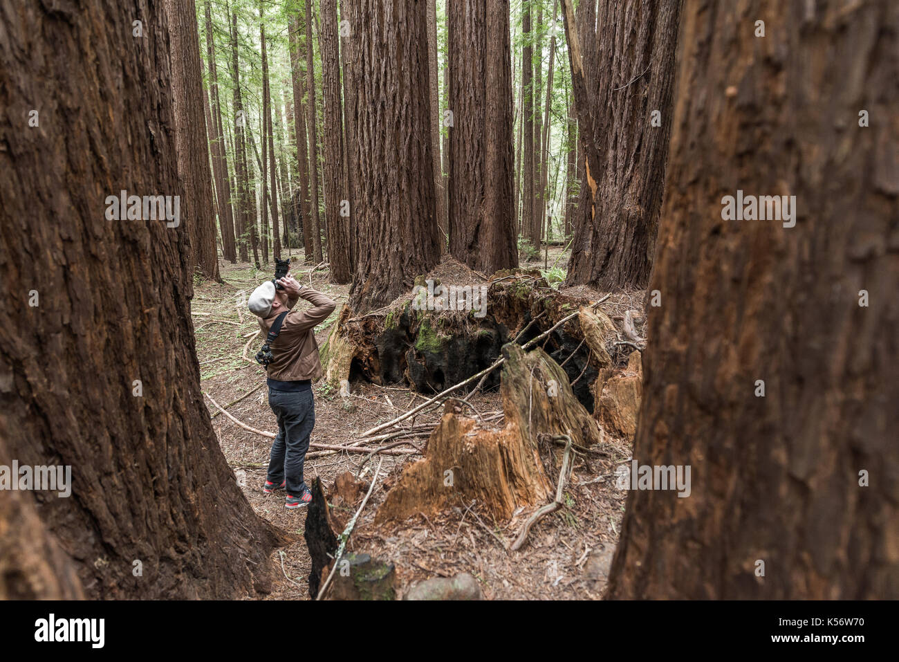 Redwood Bäume bei Armstrong State Natural Reserve, Russian River Valley, Sonoma County, CA Stockfoto