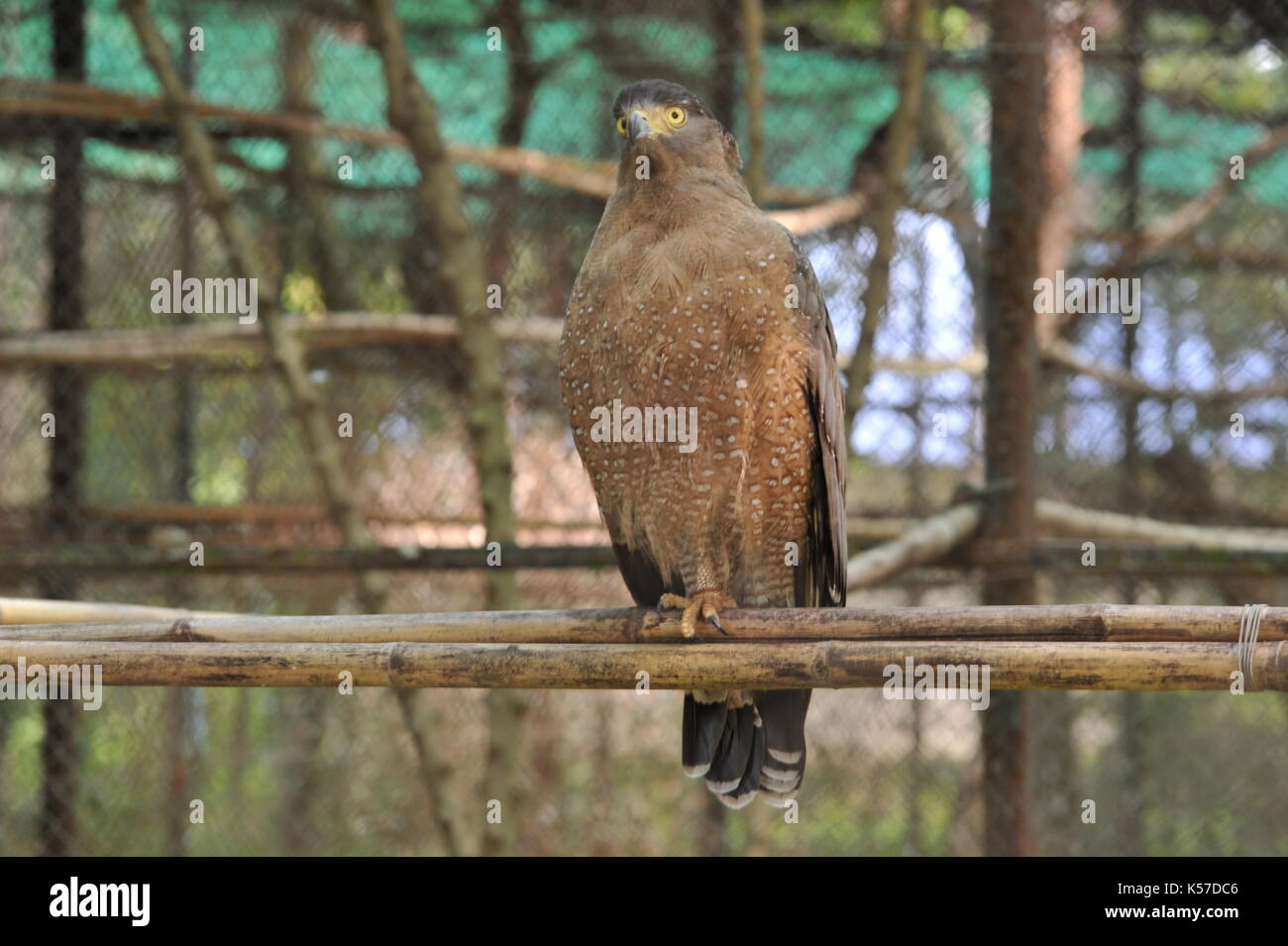 Crested Schlange Adler, Phnom Tamao Wildlife Rescue Center, Provinz Takeo, Kambodscha. Credit: Kraig Lieb Stockfoto