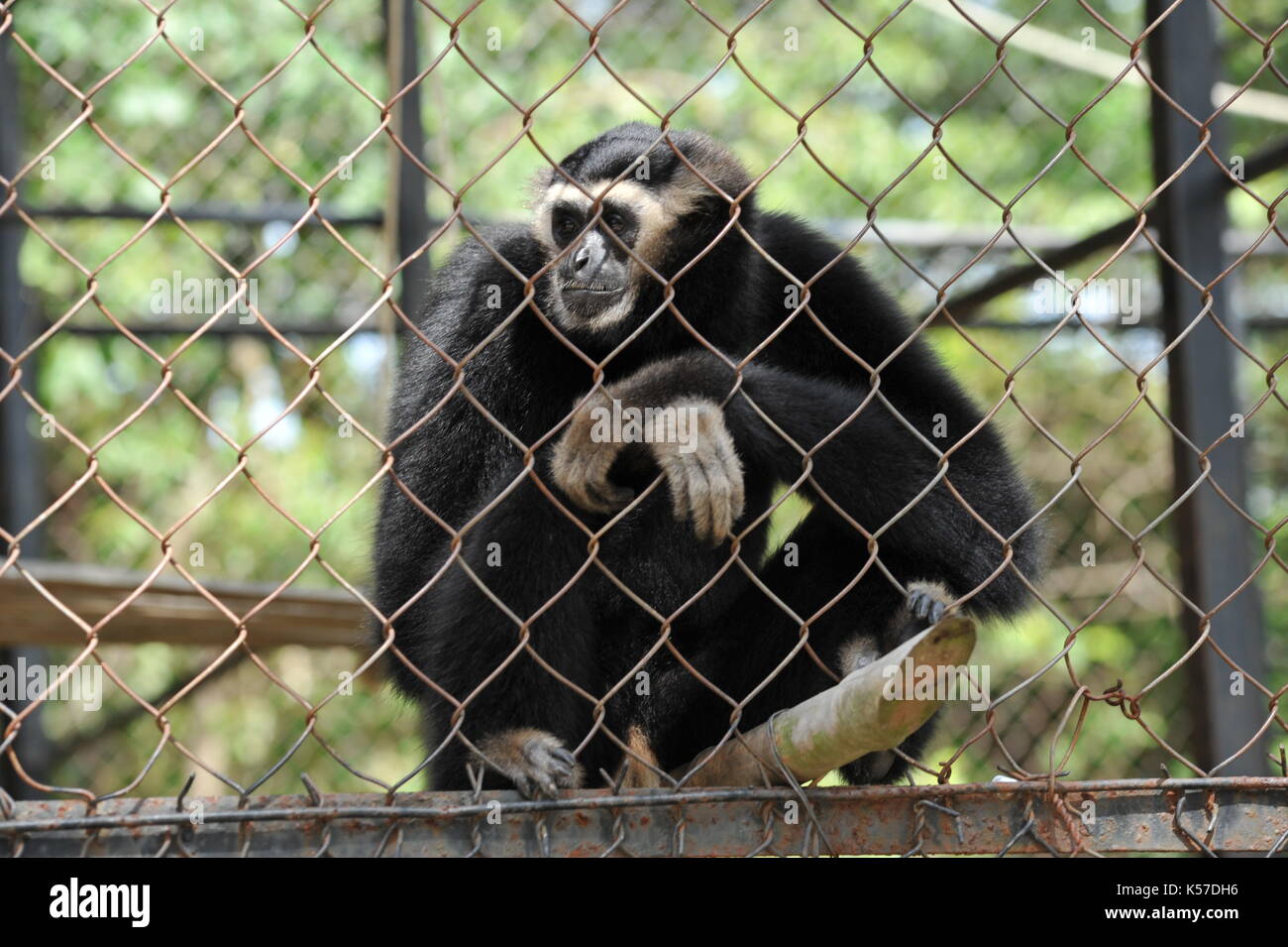 Gelb ist Crested Gibbon in Gefangenschaft, Phnom Tamao Wildlife Rescue Center, Provinz Takeo, Kambodscha. Credit: Kraig Lieb Stockfoto