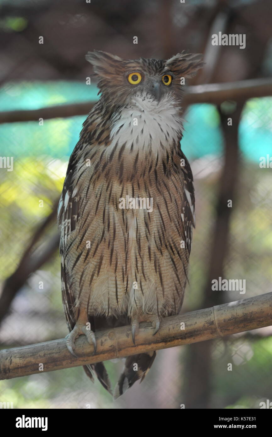 Brown Fish Owl, Phnom Tamao Wildlife Rescue Center, Provinz Takeo, Kambodscha. Credit: Kraig Lieb Stockfoto