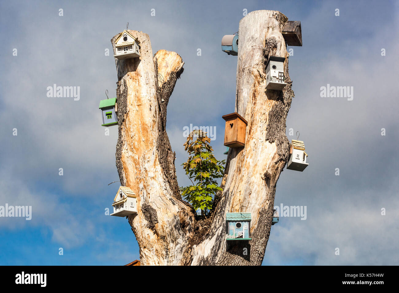 Vogelhäuser auf einem Baum, ein alter toter Ahorn Stockfoto