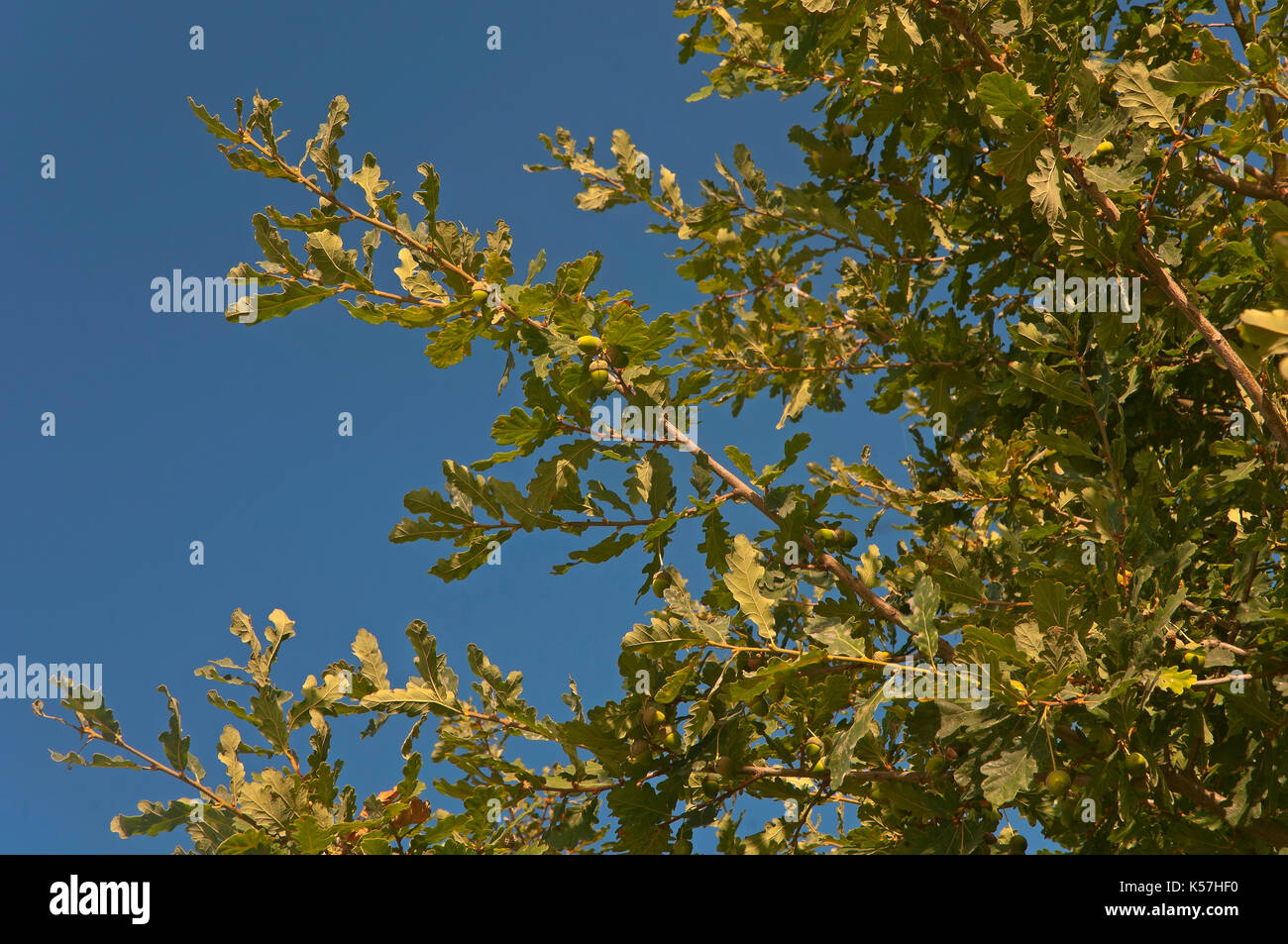 Eiche, Bande, Orense Provinz, Region Galizien, Spanien, Europa Stockfoto
