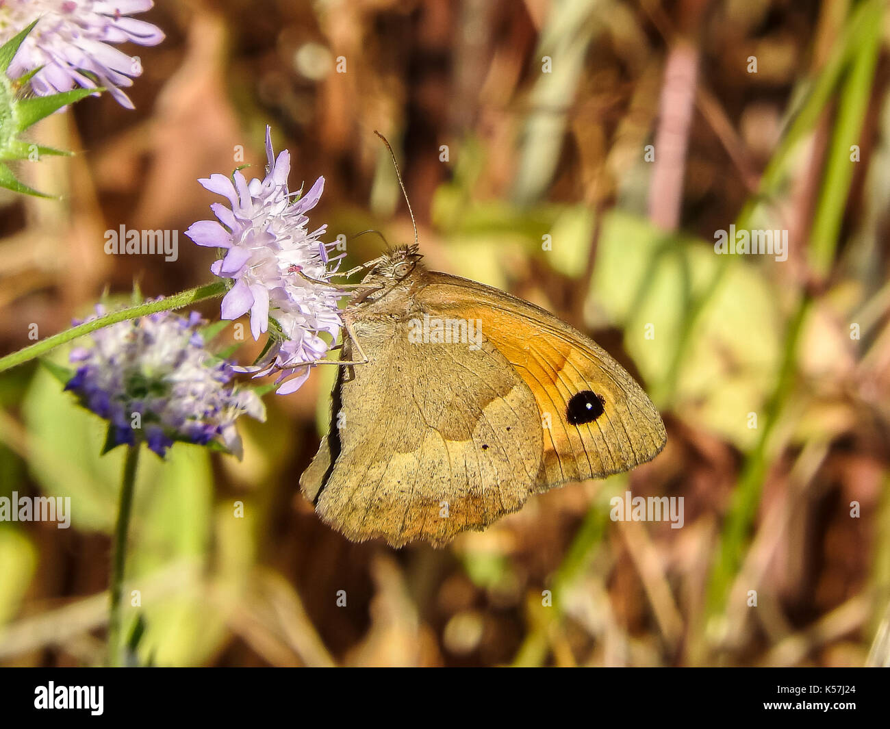 Frau Wiese braun Butterfly (Pyrausta aurata) auf Lila Blume Stockfoto