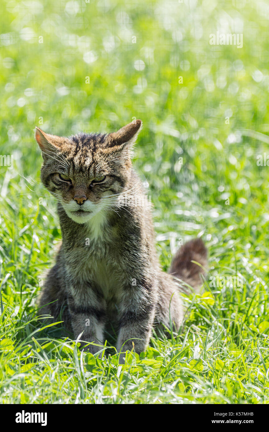 Schottische Wildkatze Felix Abies warten auf Fütterung am britischen Wildlife Center Lingfield Surrey UK. Aggressiv und wild sogar in Gefangenschaft. Stockfoto