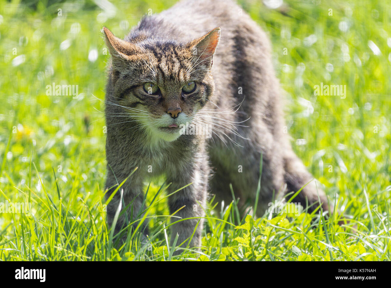 Schottische Wildkatze Felix Abies warten auf Fütterung am britischen Wildlife Center Lingfield Surrey UK. Aggressiv und wild sogar in Gefangenschaft. Stockfoto