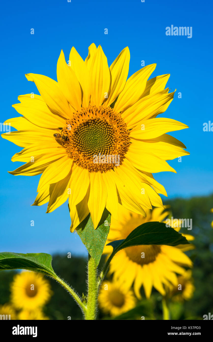 Nahaufnahme einer Sonnenblume Kopf wächst im Bereich gegen den blauen Himmel mit Biene sitzen auf. Stockfoto