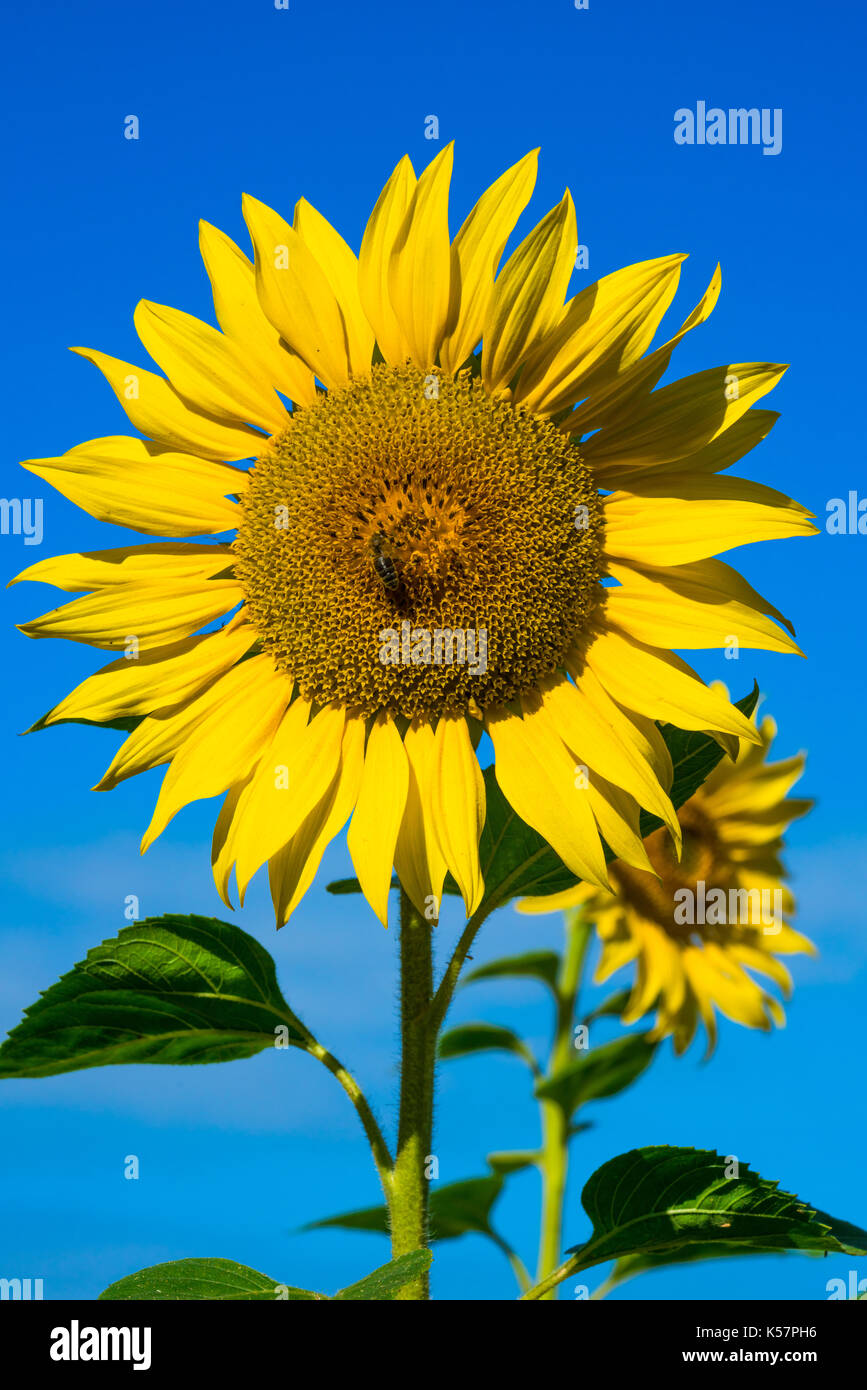 Nahaufnahme einer Sonnenblume Kopf wächst im Bereich gegen den blauen Himmel mit Biene sitzen auf. Stockfoto