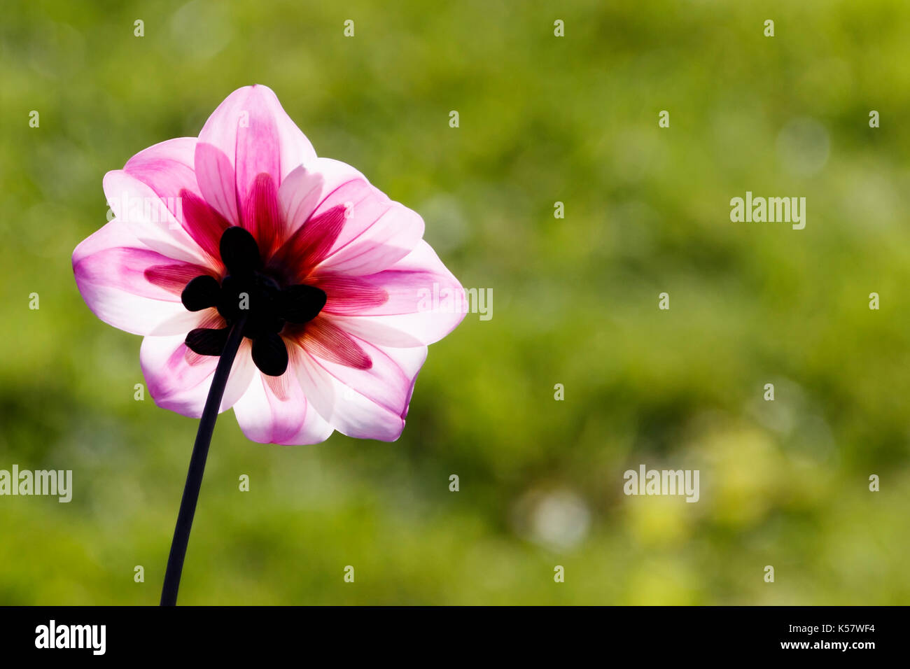 Die Rückseite eines zarten rosa Blume in den Zähler - Licht Stockfoto