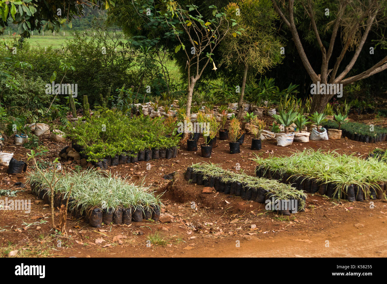 Verschiedene Pflanzen auf der Anzeige für den Verkauf auf der Straße, Nairobi, Kenia Stockfoto
