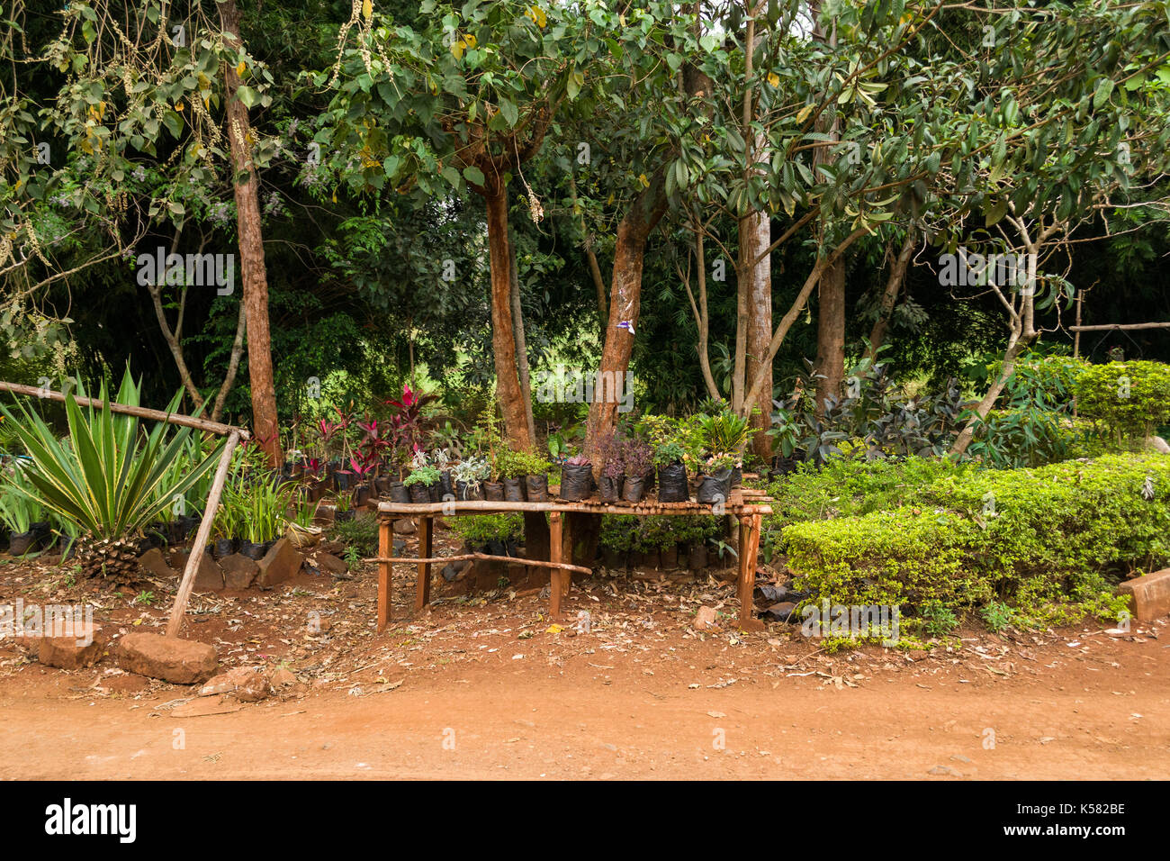 Verschiedene Pflanzen auf der Anzeige für den Verkauf auf der Straße, Nairobi, Kenia Stockfoto