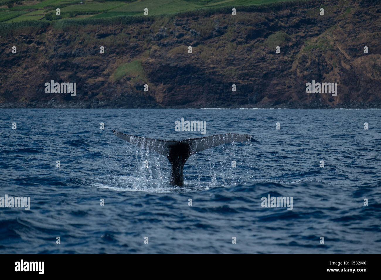 Ein Buckelwal (Megaptera novaeangliae) in der Nähe der Insel Pico auf den Azoren. Stockfoto