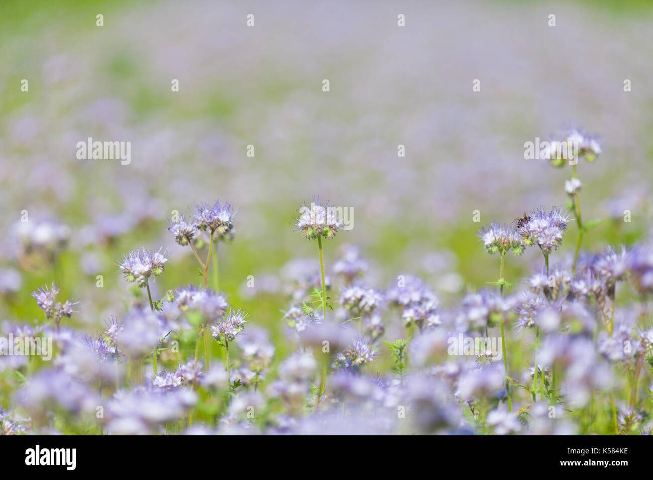 Violette Blumen Feld Stockfoto