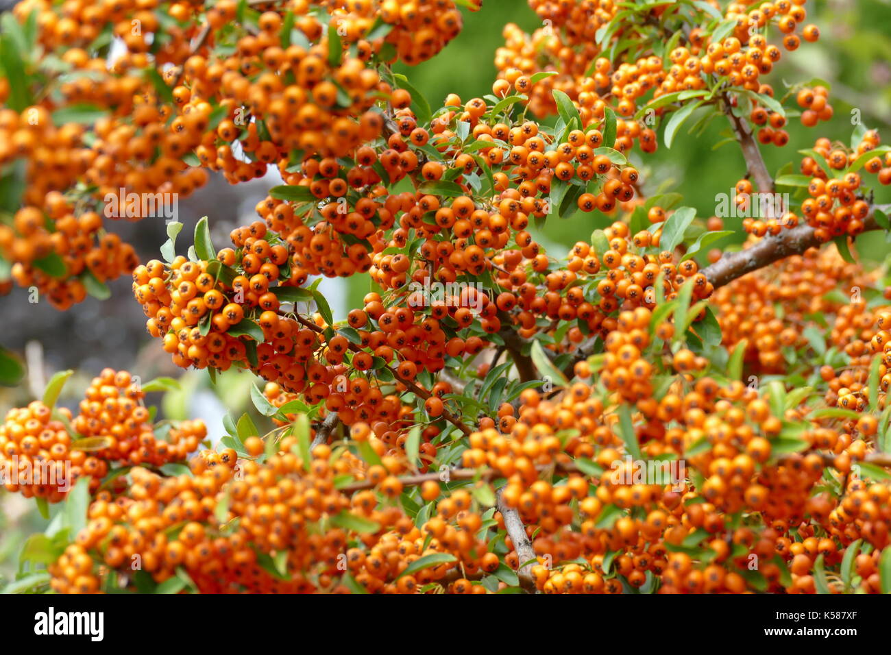 Hippophae rhamnoides Stockfoto