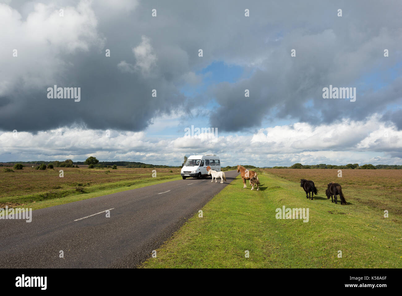 New Forest Animals blockieren eine Straße in Bramble Hill, New Forest National Park, Hampshire, Großbritannien. 8.. September 2017. Ponys bewirken, dass ein Fahrzeug langsamer wird, anhält und weiterfährt. Stockfoto