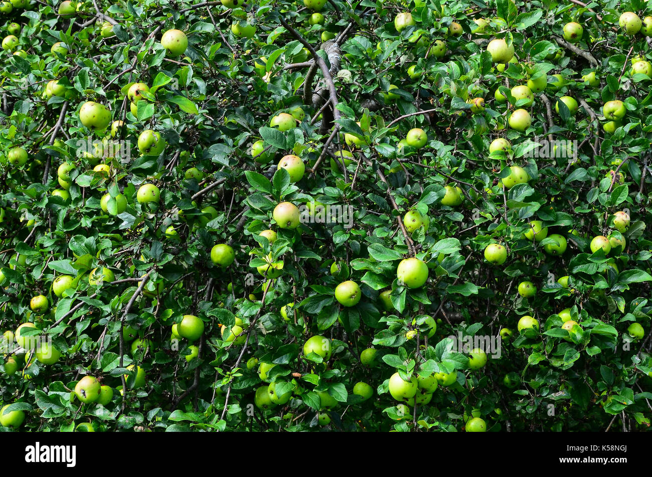 Wilde äpfel Reifen auf einem alten Baum in einem verlassenen Obstgarten in den Adirondack Mountains, New York, NY, USA Stockfoto