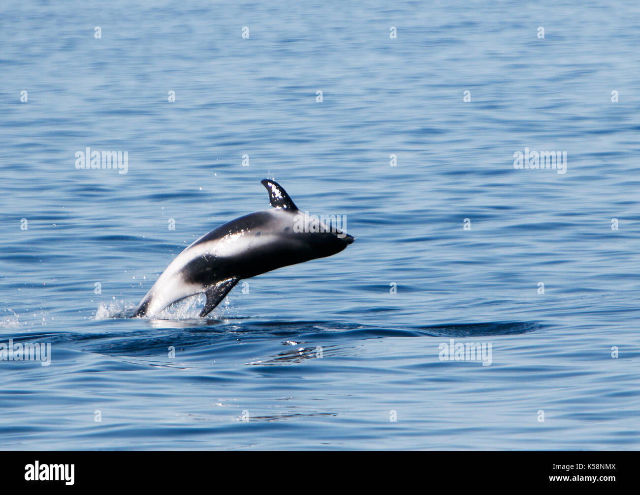 Weiß beaked Dolphin [Lagenorhynchus albirostris] aus dem Wasser springen. Island. Stockfoto