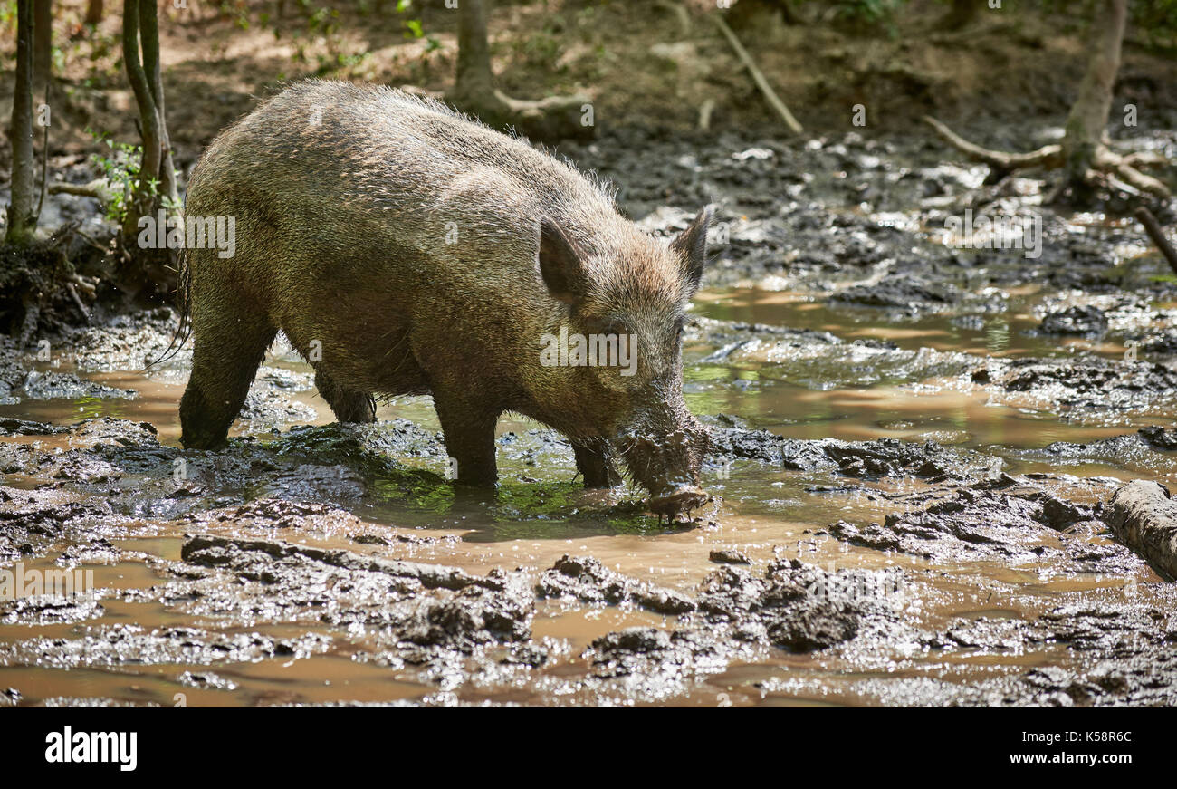 Wildschwein, Europäischen Wildschwein (Sus scrofa), schwappt durch Schlamm Stockfoto