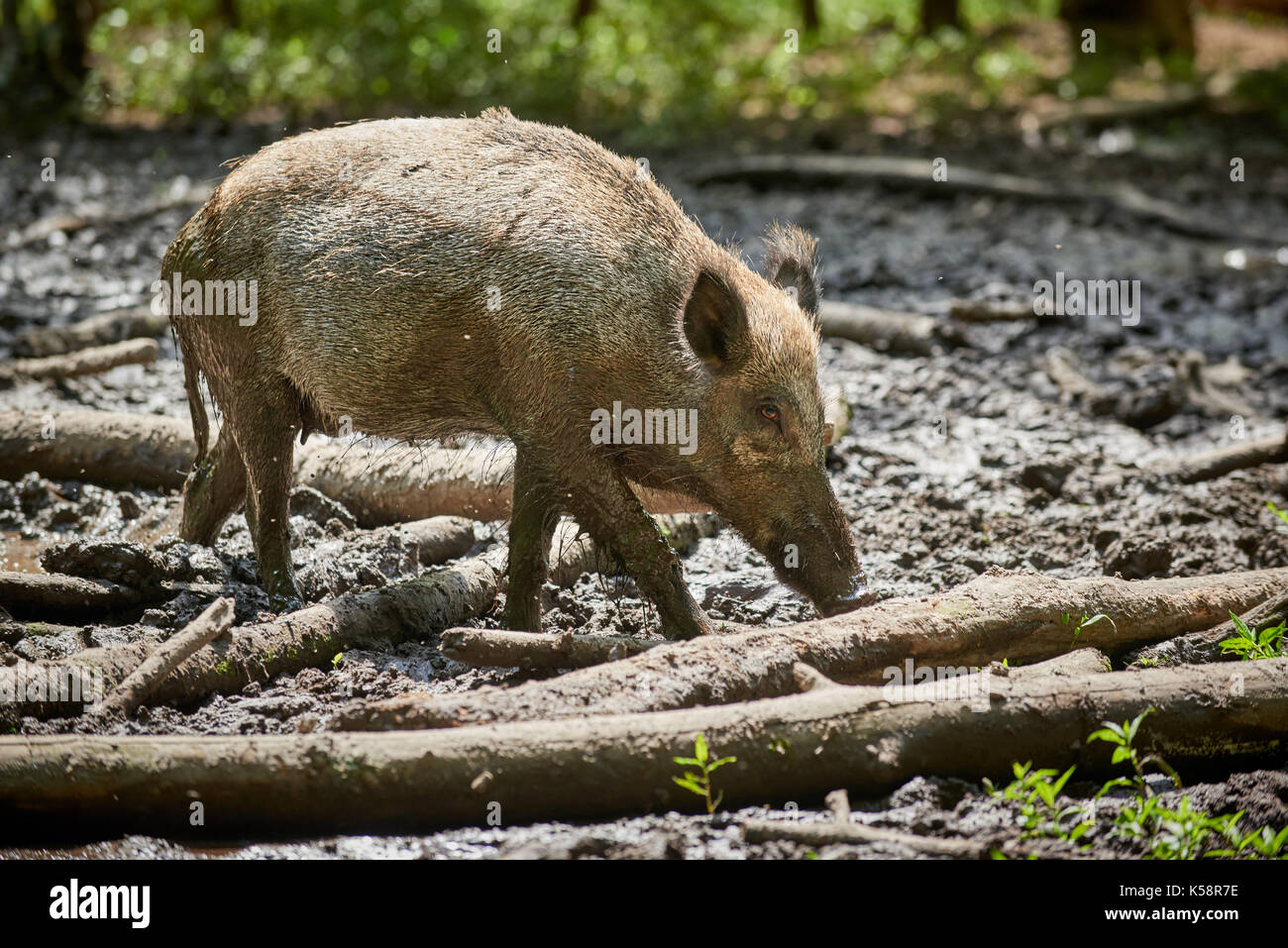 Wildschwein, Europäischen Wildschwein (Sus scrofa), schwappt durch Schlamm Stockfoto