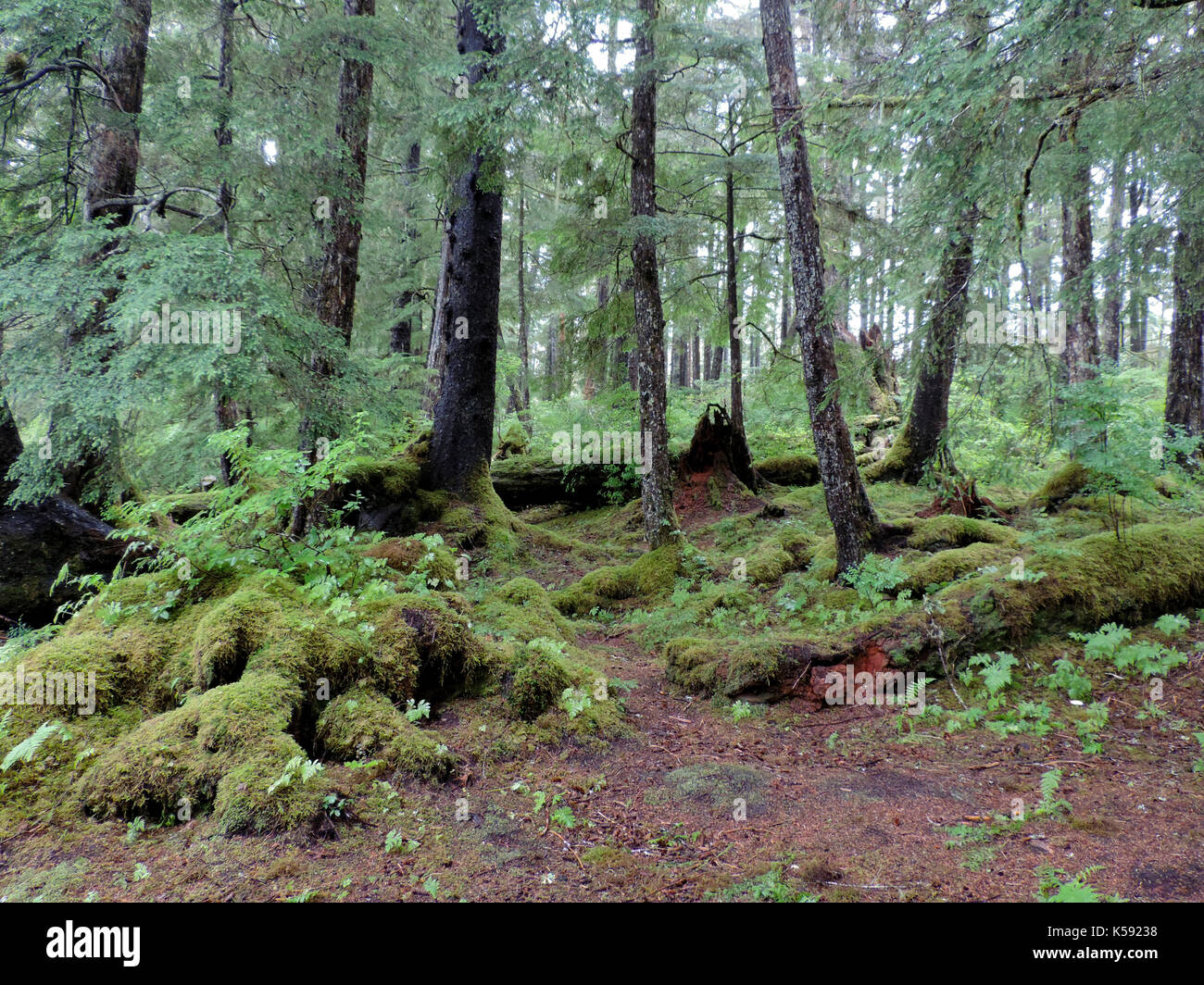 Mann, Seesterne, ALASKA Stockfoto