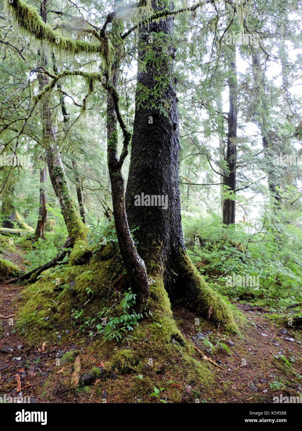 Grünes Wachstum im Regenwald, ALASKA Stockfoto