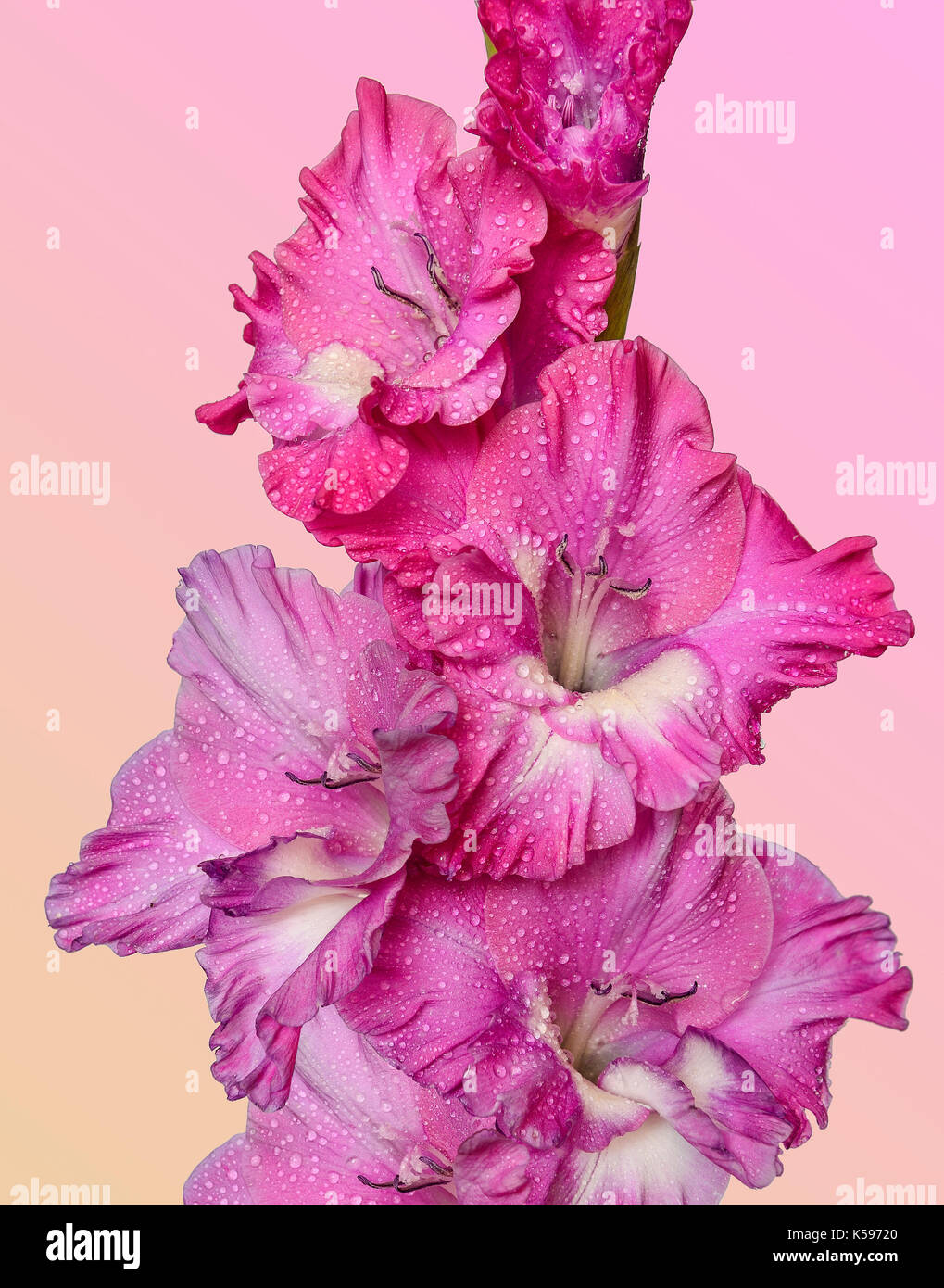 Single Spike von gladiolen Blumen mit Blüten von Pink, Lila und Weiß und das Wasser Tropfen Regen in der Nähe von hellen Pastelltönen Hintergrund isoliert Stockfoto