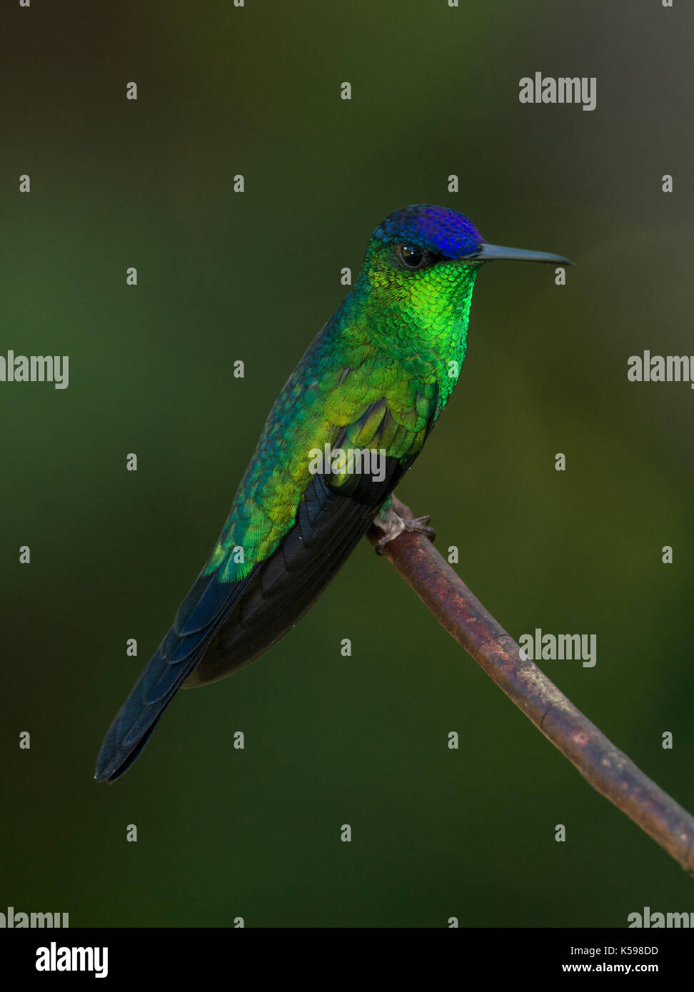 Ein männlicher violett-capped woodnymph vom Atlantischen Regenwald von se Brasilien Stockfoto