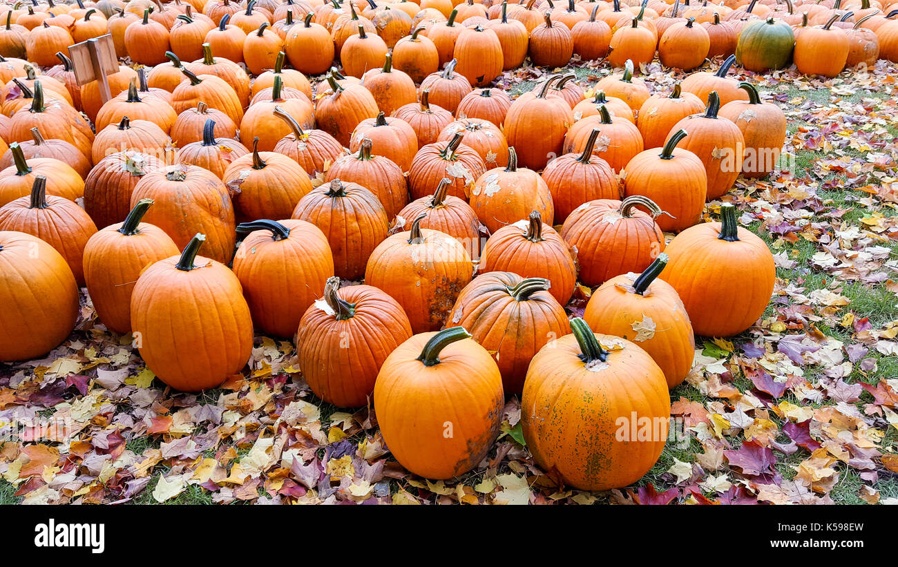 Orange Kürbisse und Herbstlaub in Pumpkin Patch. Stockfoto