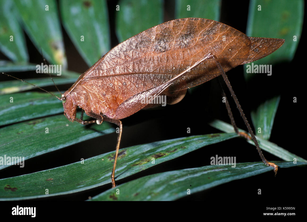 Braun Blatt Mimicing Katydid, auf Blatt, Belize, Central America Stockfoto