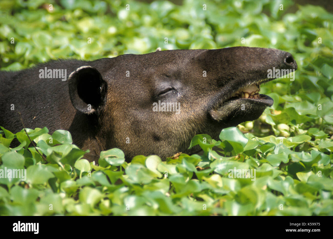 Bairds Tapir, Tapirus bairdii, Belize, im Teich, Sniffing, Unkraut, cool bleiben Stockfoto