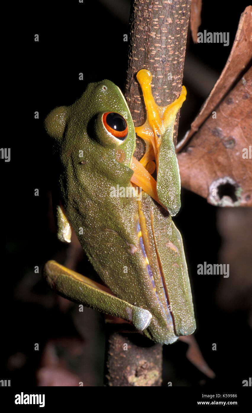 Red Eyed Tree Frog, Agalychnis callidryas, Belize, auf Zweig klammert, Regenwald Stockfoto