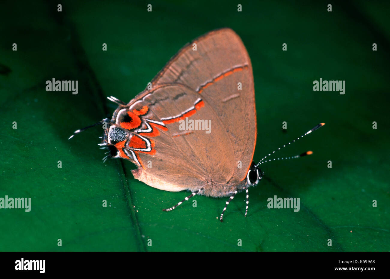 Blau Spezies Schmetterling, Lycaenidae, zeigt falsche Antenne, auf Blatt, Seite Profil, Belize Stockfoto