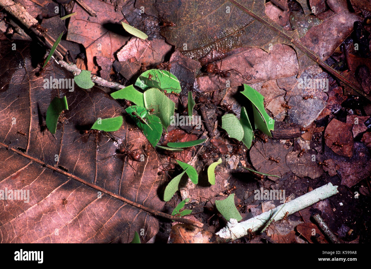 Blattschneiderameisen, bewegende Blätter auf Waldboden/Track, Belize Stockfoto