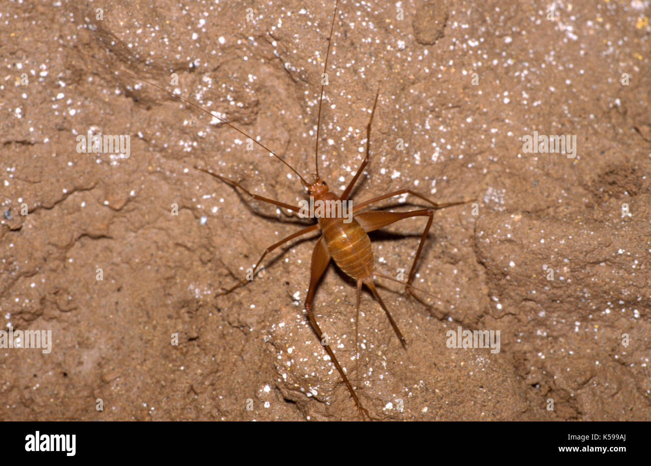 Höhle Cricket, Rhaphidophoridae, Belize, Mittelamerika, Stockfoto