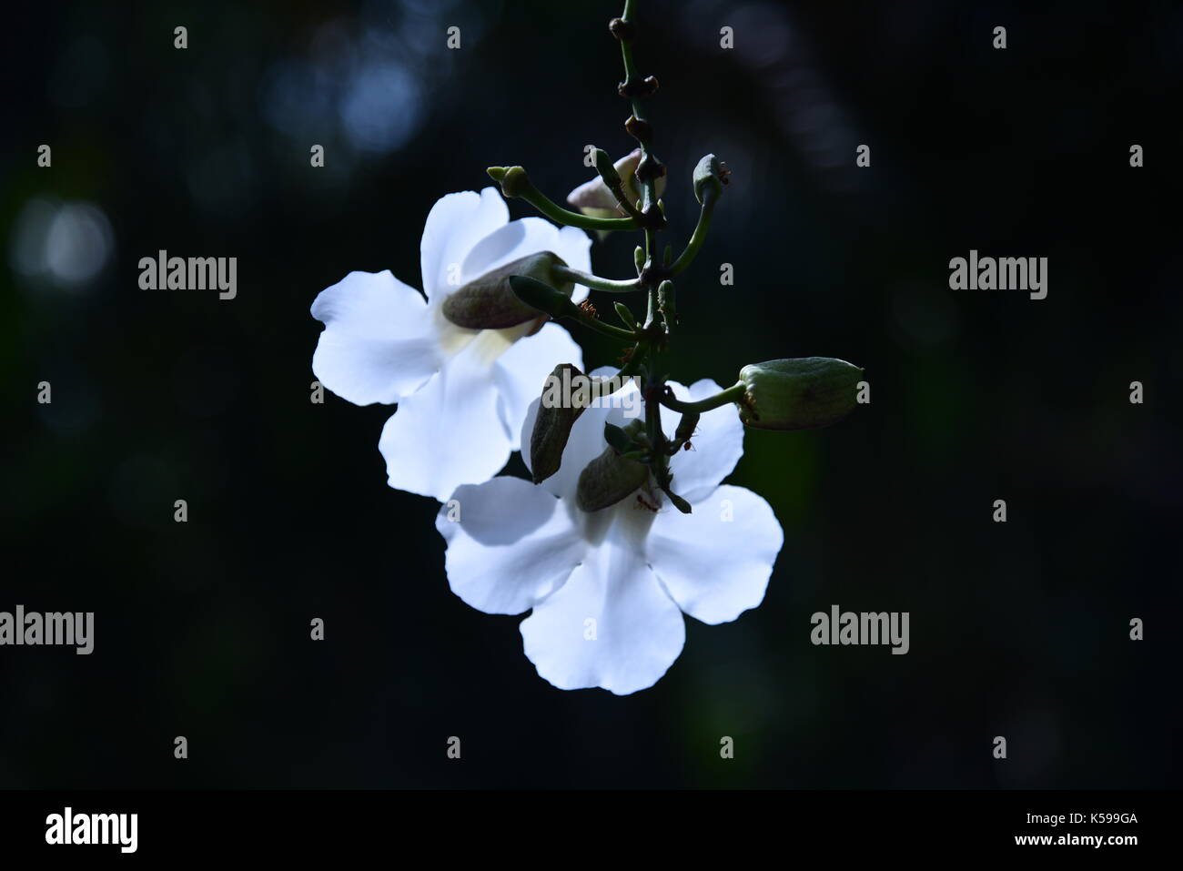 schöne Orchidee Blume Stockfoto