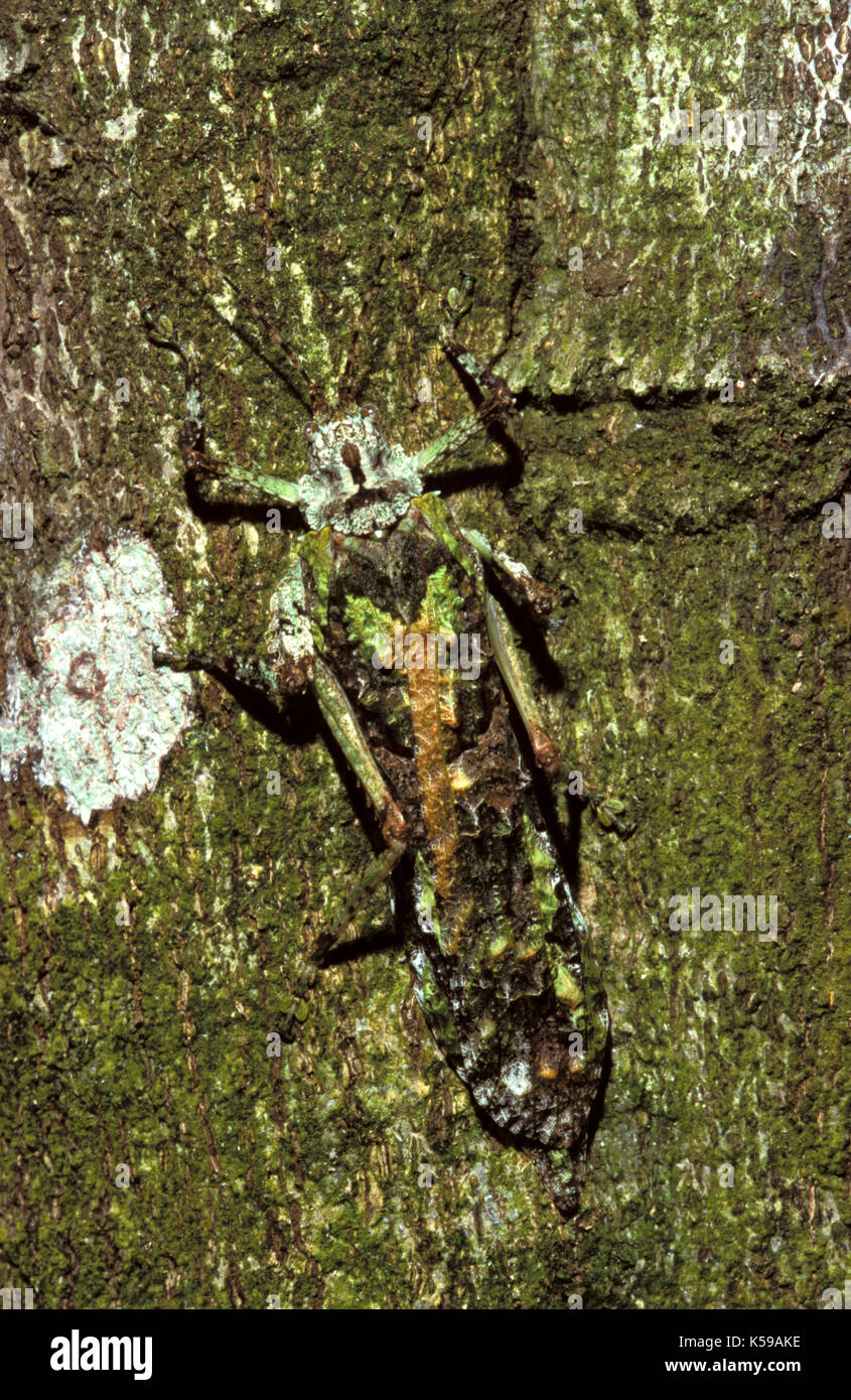 Katydid, Familie: Tettigoniidae, Sabah, Borneo, zeigen extreme Camouflage Stockfoto