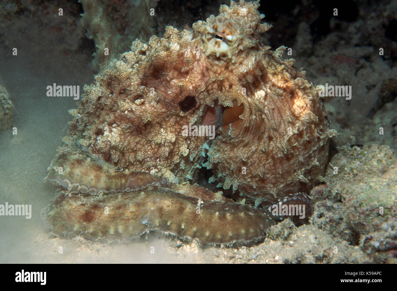 Oktopus, Kopffüßer, Kapalai, Celebes Meer, Sabah, Borneo, getarnt Stockfoto