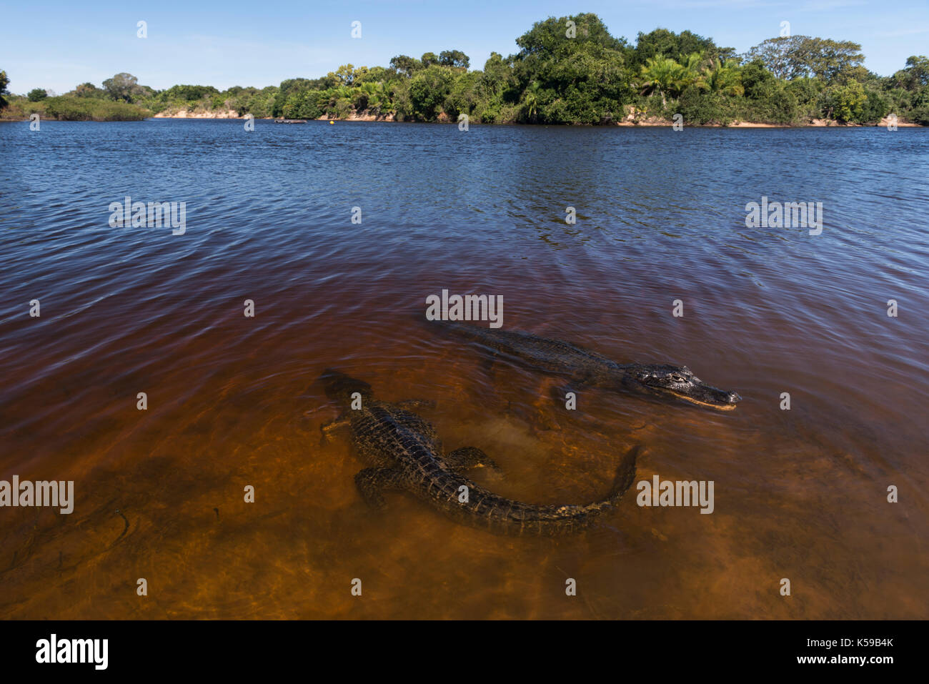 Zwei Pantanal-Kaimane auf dem Tannin-gefärbten Wasser des Rio Negro im Süden Pantanal. Stockfoto