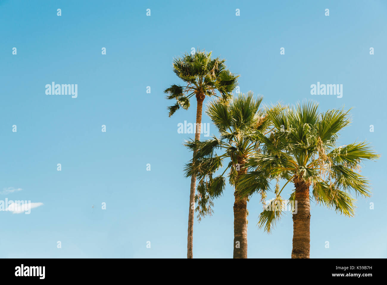 Palmen vor blauem Himmel Stockfoto