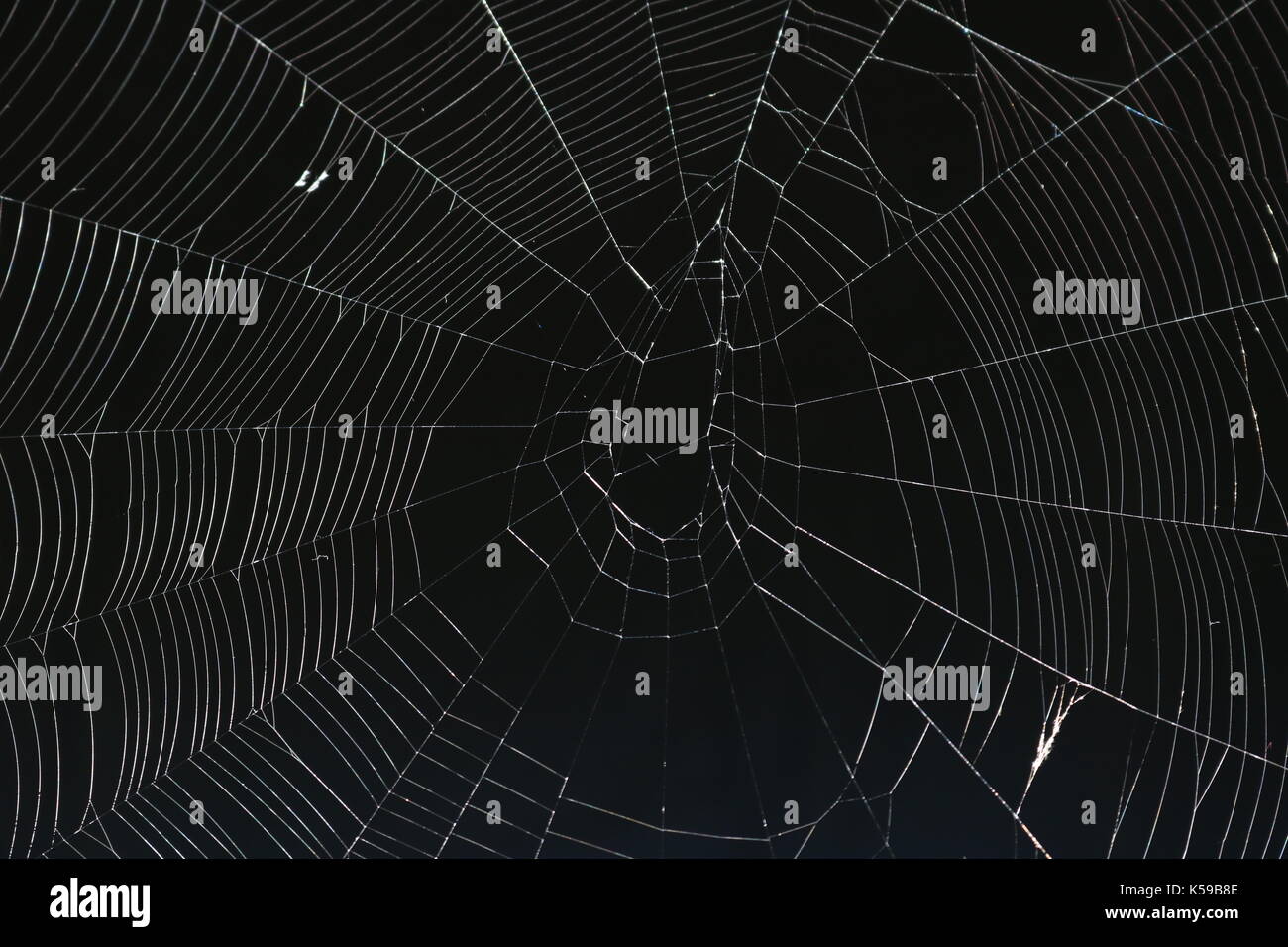 Spiderweb vor einem schwarzen Hintergrund Stockfoto